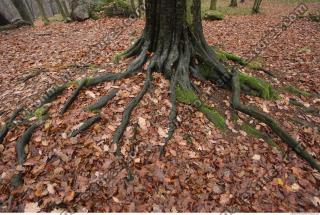 Photo Textures of Roots